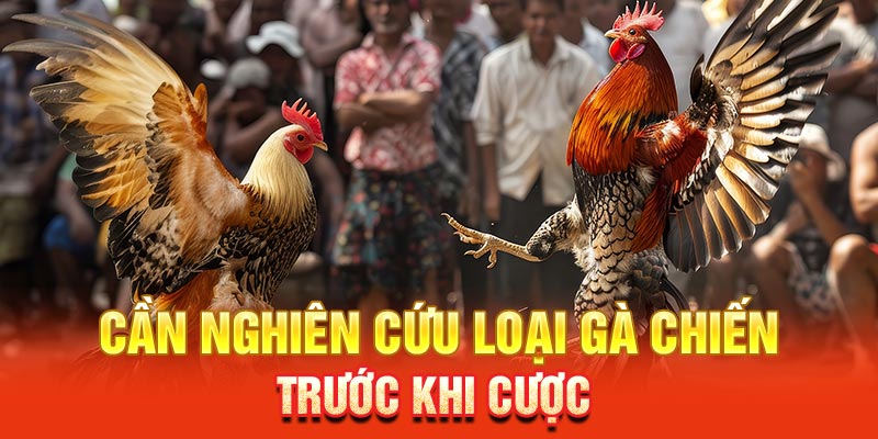 Cần nghiên cứu loại gà chiến trước khi cược